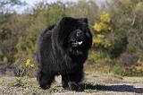 CHOW CHOW 415